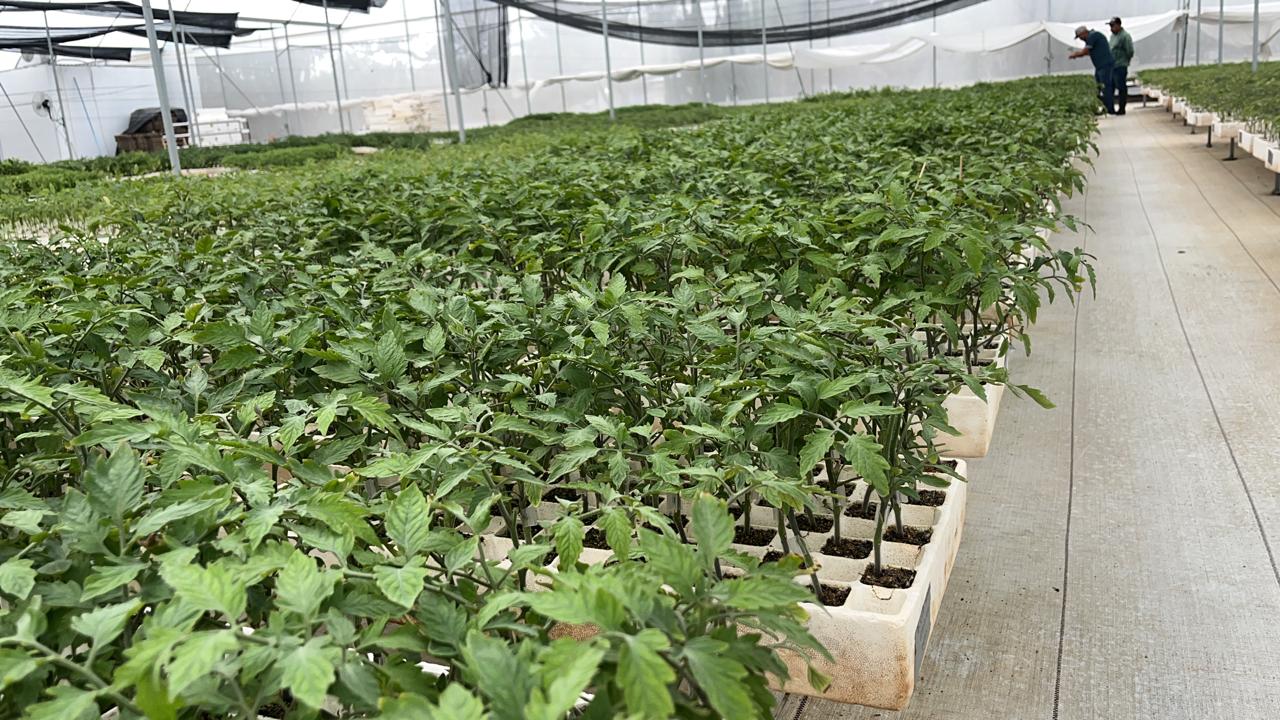 Producción programada